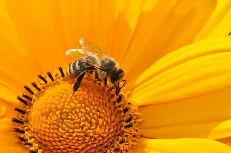 Bij op een bloem