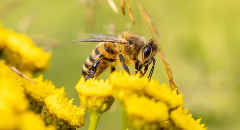 Bij op een paardenbloem