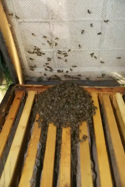Een bijenvolk in de kast
